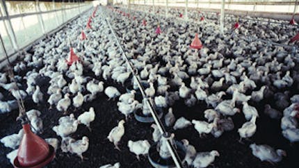 Les vrais risques de la grippe aviaire