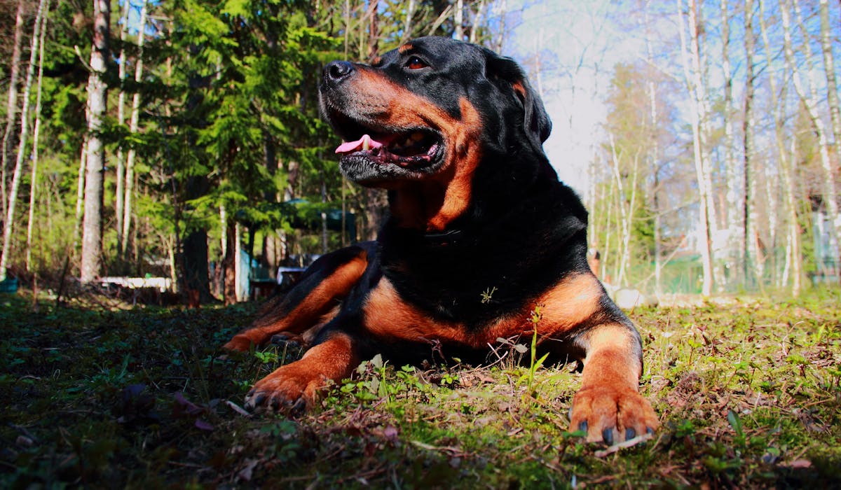 Que Faire Si Le Chien De Votre Voisin Vous Gache La Vie