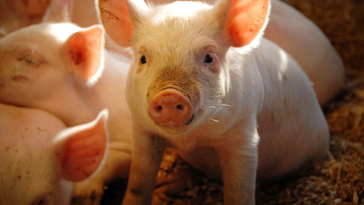 En France, 95 % des porcs sont élevés hors-sol, dans des bâtiments fermés.