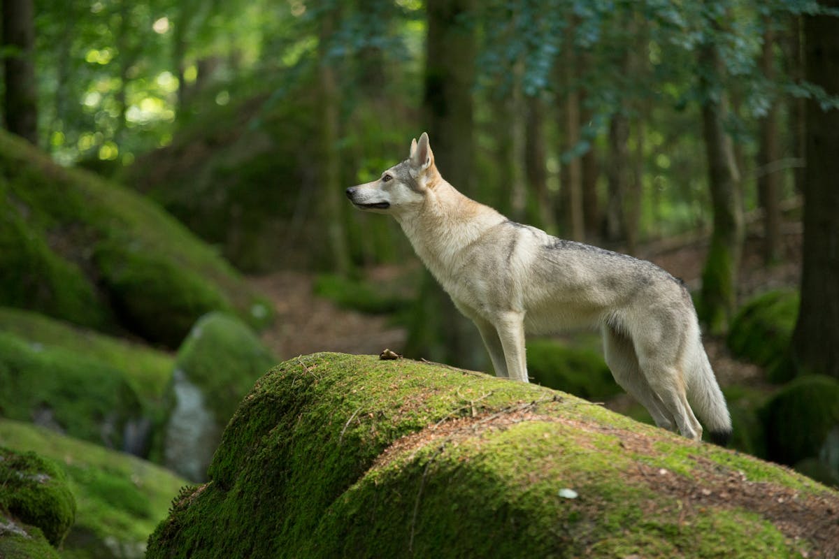 Ce que vous devez savoir sur les loups