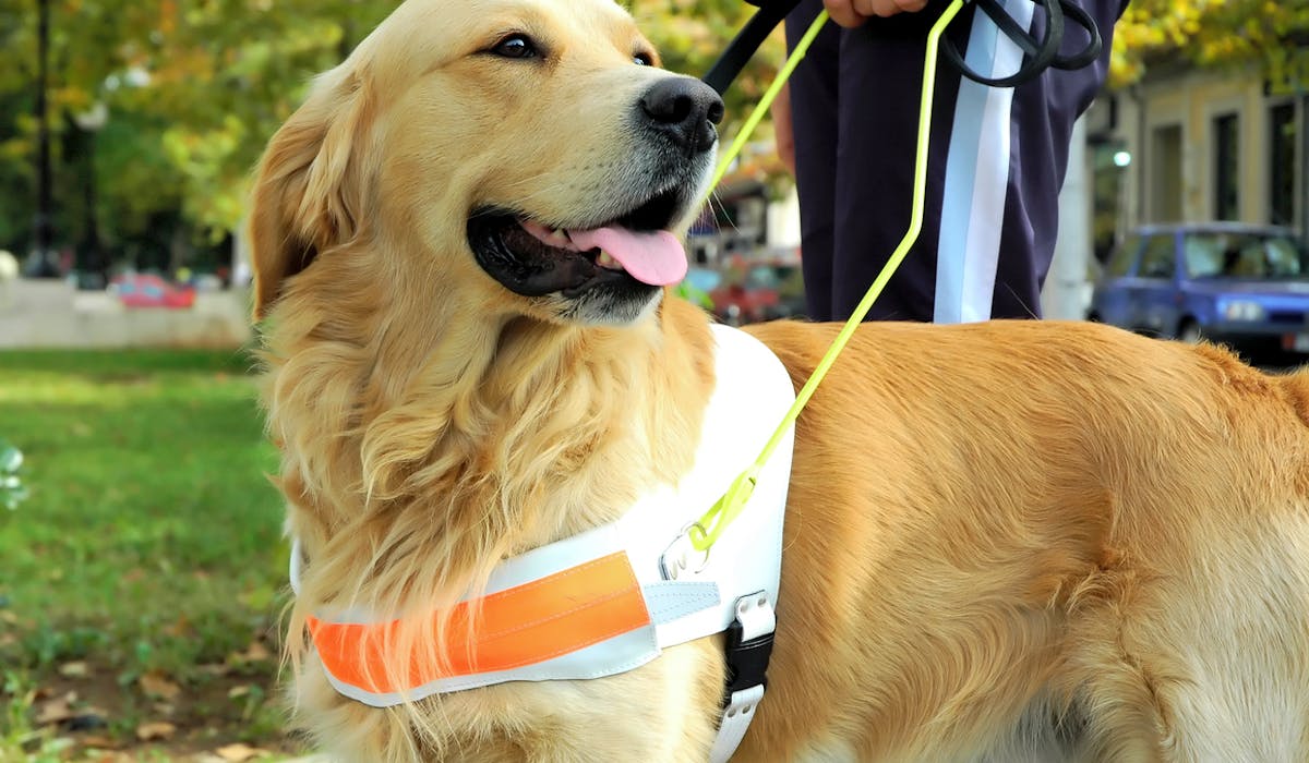 La PCH peut notamment financer une aide animalière. La PCH peut notamment financer une aide animalière.