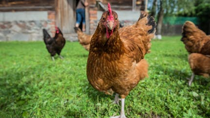 Grippe aviaire : les volailles de plein air exceptionnellement confinées