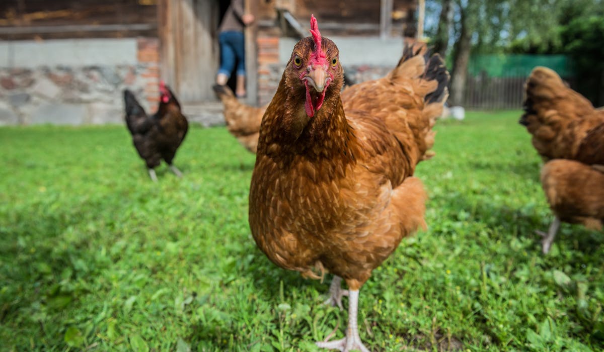 En raison du risque de grippe aviaire, les volailles de plein air pourront rester confinées temporairement. En raison du risque de grippe aviaire, les volailles de plein air pourront rester confinées temporairement.
