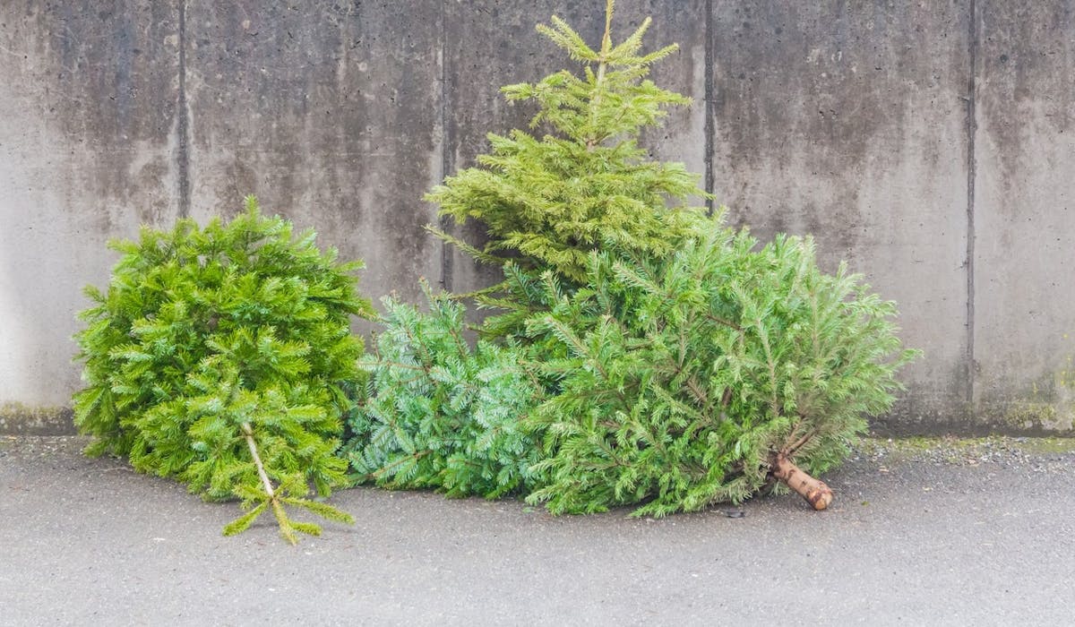 Abandonner son sapin sur la voie publique est passible d’une amende de 150 euros. Abandonner son sapin sur la voie publique est passible d’une amende de 150 euros.