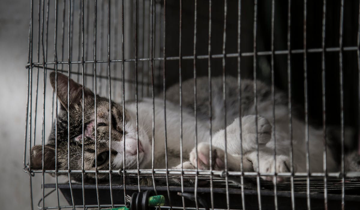 La SPA a enregistré 8 937 signalements de maltraitance animale en 2017. La SPA a enregistré 8 937 signalements de maltraitance animale en 2017.