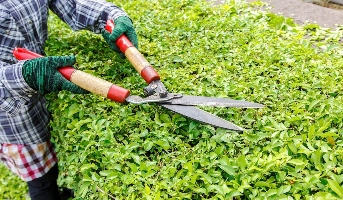 Parmi les services à la personne donnant droit à un crédit d'impôt : les petits travaux de jardinage. Parmi les services à la personne donnant droit à un crédit d'impôt : les petits travaux de jardinage.