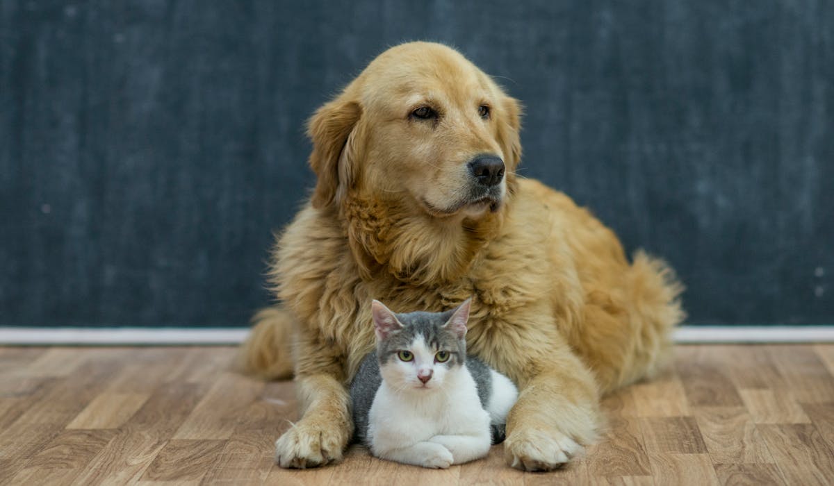 Combien Coute Reellement D Avoir Un Chien Ou Un Chat Dossier Familial Dossier Familial Combien Coute Reellement D Avoir Un Chien Ou Un Chat Dossier Familial Dossier Familial