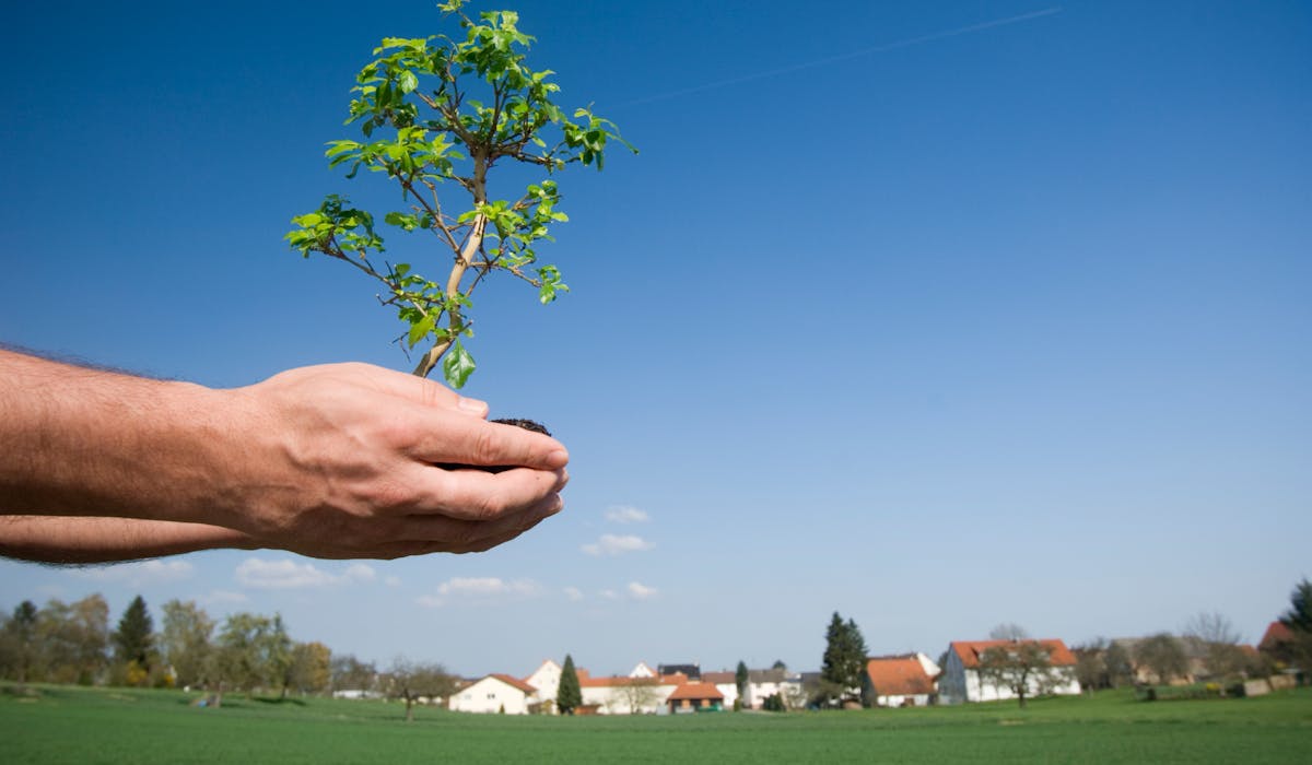 Regles De Plantation Entre Voisins Quels Sont Vos Droits