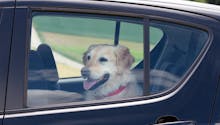 Animal enfermé dans une voiture en pleine chaleur : que risque le propriétaire ?