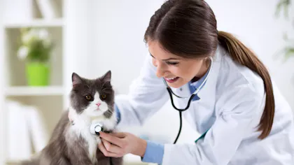 Veterinaires Le Grand Ecart Des Tarifs Dossier Familial Dossier Familial Veterinaires Le Grand Ecart Des Tarifs Dossier Familial Dossier Familial