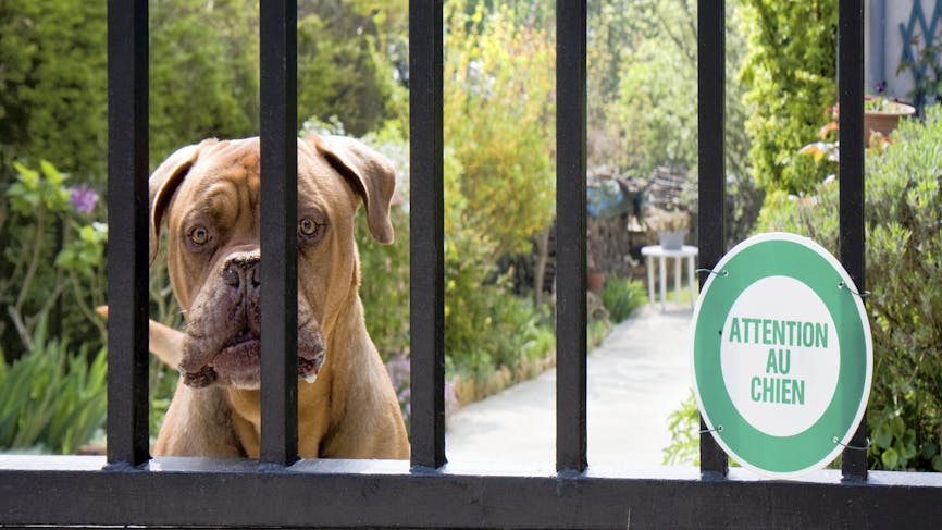 Exigez que votre voisin mette tout en œuvre pour que ses chiens ne puissent plus sortir de sa propriété.