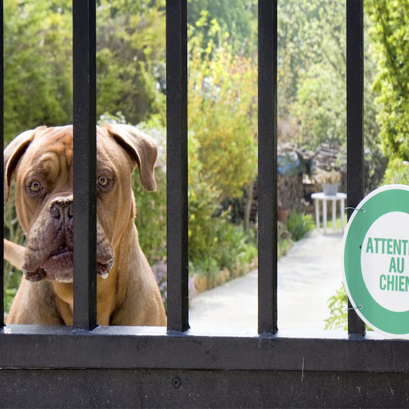 Lettre De Reclamation Pour Aboiements Intempestifs D Un Chien