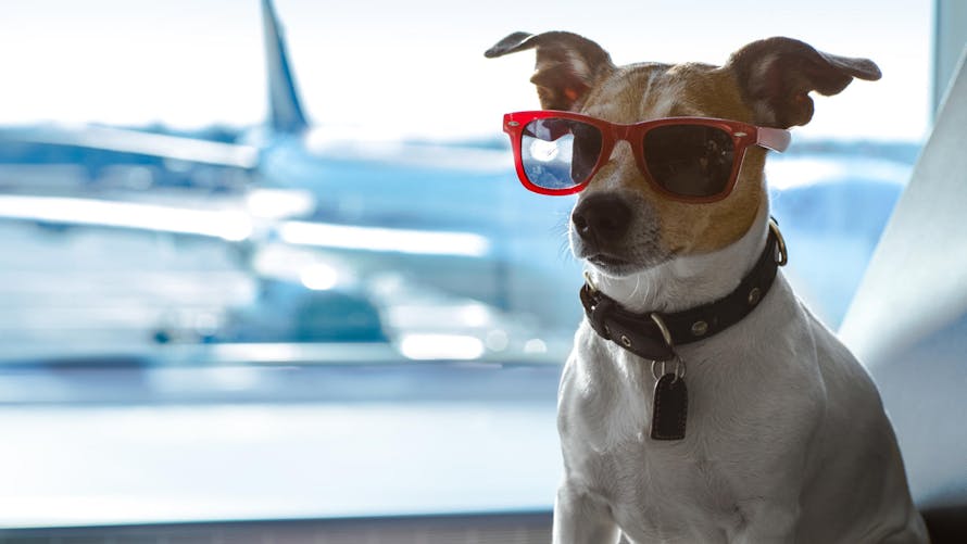 Si vous souhaitez emmener votre chien en vacances, vous allez devoir vous organiser.