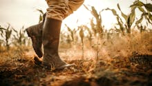 Tempêtes de grêle et canicule 2019 : quelles indemnités pour les agriculteurs victimes de calamités agricoles ?