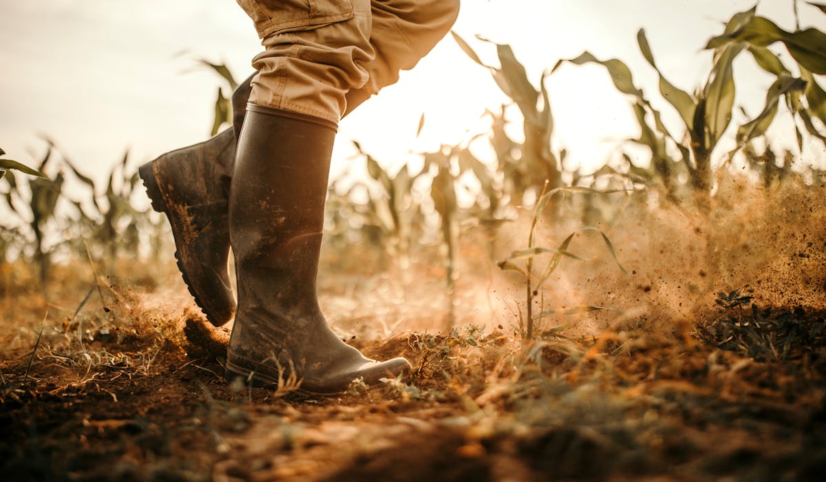 Quelles indemnités pour les agriculteurs victimes de calamités agricoles ?