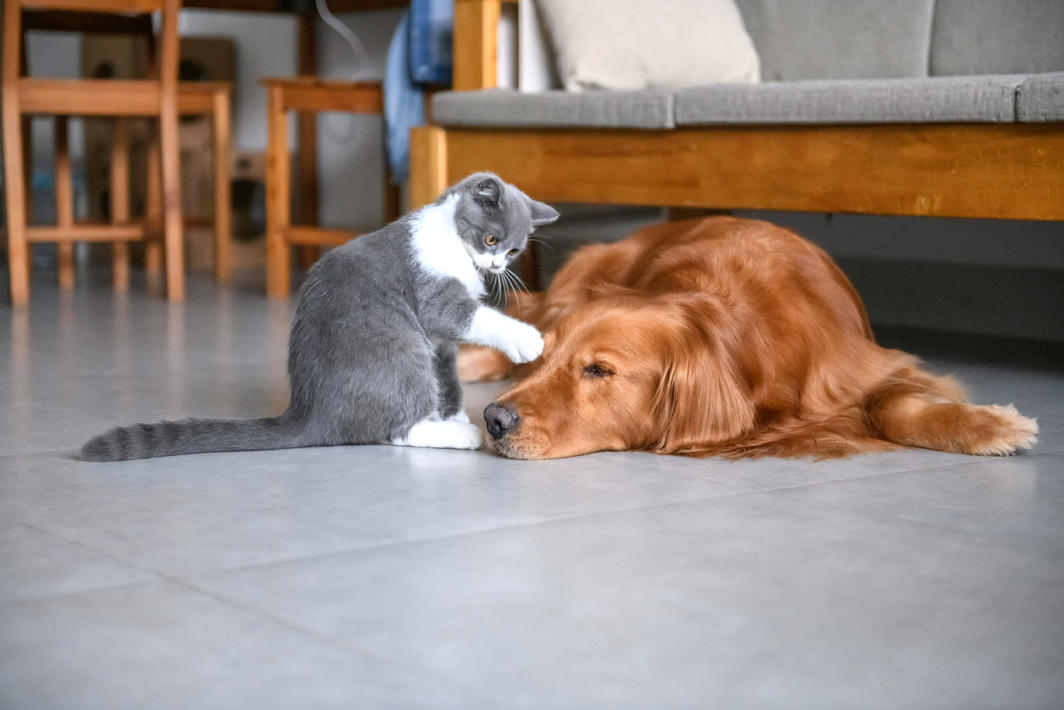 Mon Animal Est Mort Que Faire Dossier Familial