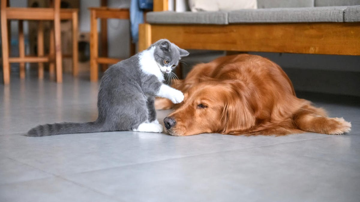 Mon Animal Est Mort Que Faire Dossier Familial Mon Animal Est Mort Que Faire Dossier Familial