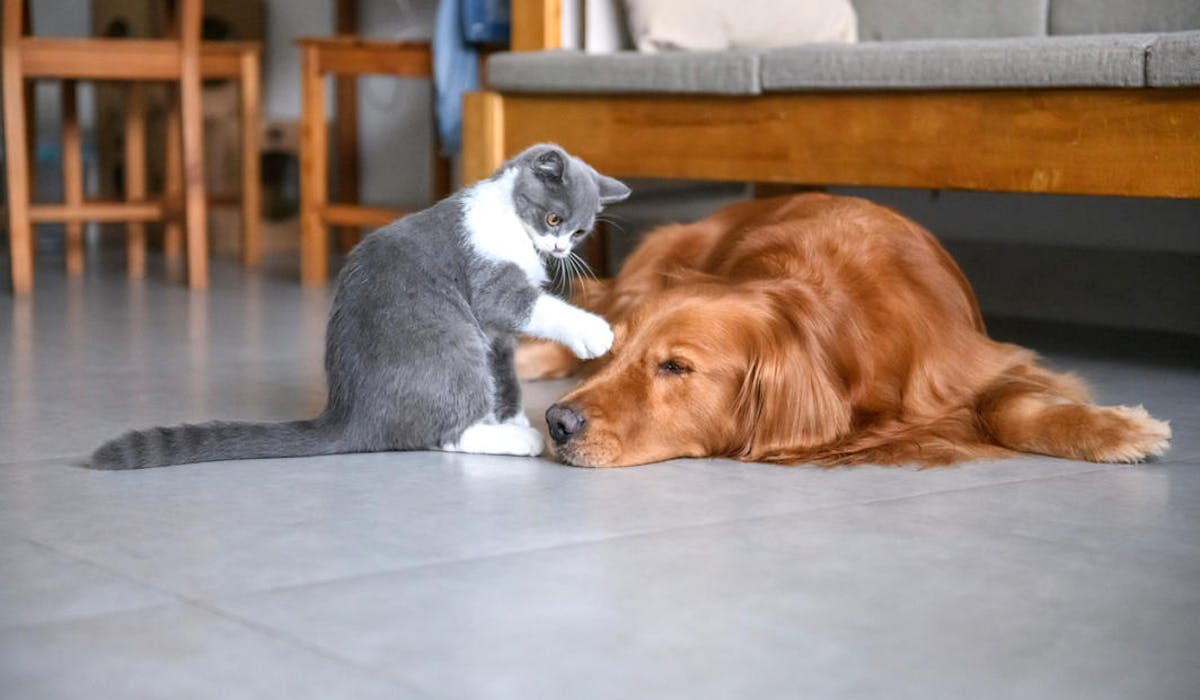 Enterrer Son Chien Dans Le Jardin Que Dit La Loi En 2020