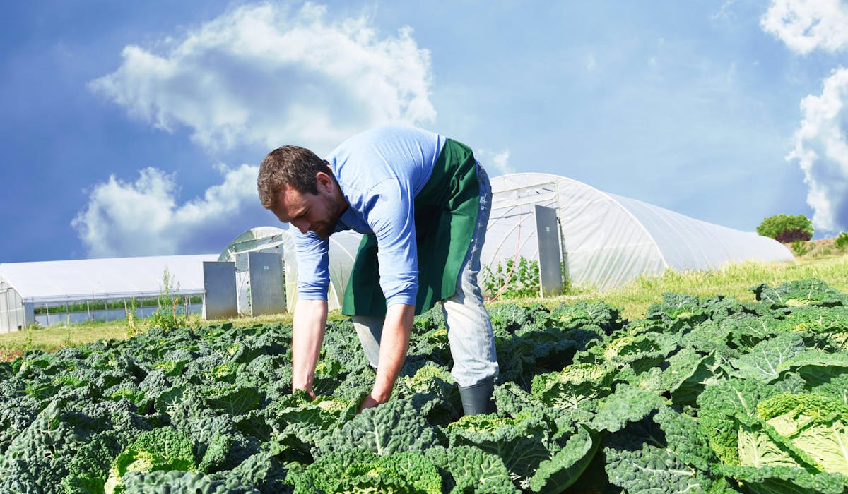 Les exploitants agricoles cotisent depuis 2003 à une retraite complémentaire obligatoire.
