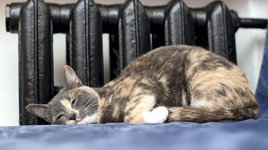 Un chat dort près d'un radiateur