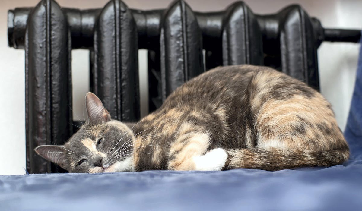 Un chat dort près d'un radiateur