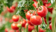 Virus de la tomate : comment le repérer ?