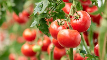 Virus de la tomate : comment le repérer ?