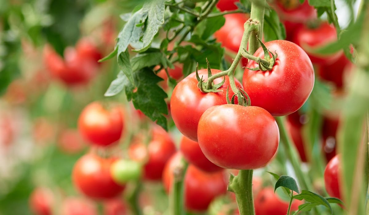 Virus de la tomate : un risque de propagation par les jardiniers ...