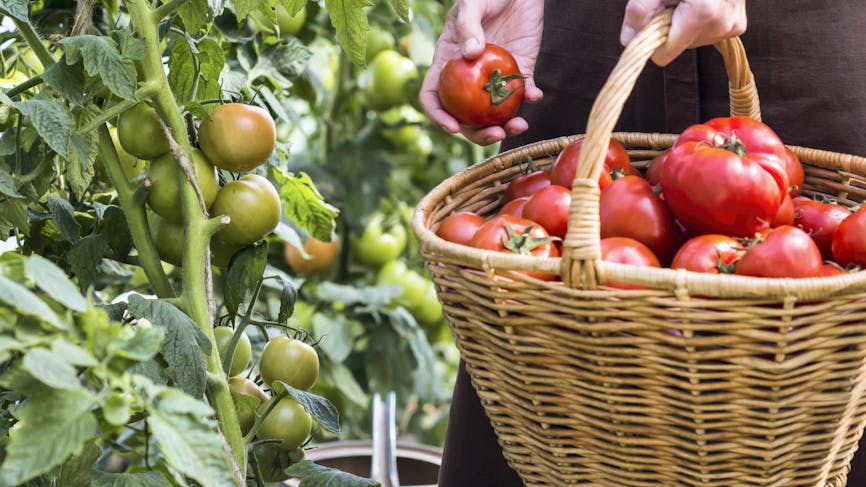 Un jardinier cueille les tomates de son jardin