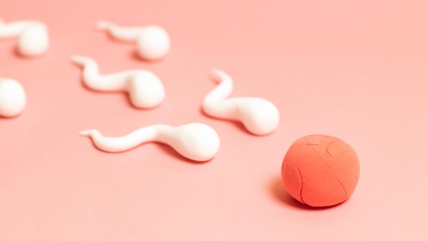Spermatozoïdes et ovule ont rendez-vous