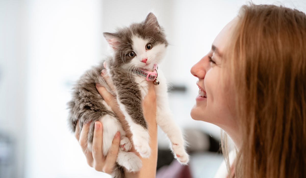 Adoptez Un Chaton A La Spa Dossier Familial Adoptez Un Chaton A La Spa Dossier Familial
