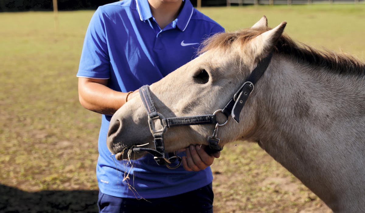 Chevaux Mutiles Que Risquent Les Auteurs Dossier Familial Chevaux Mutiles Que Risquent Les Auteurs Dossier Familial