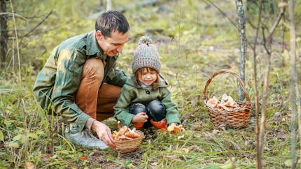 Cueillette de champignons : les conseils pour éviter les intoxications