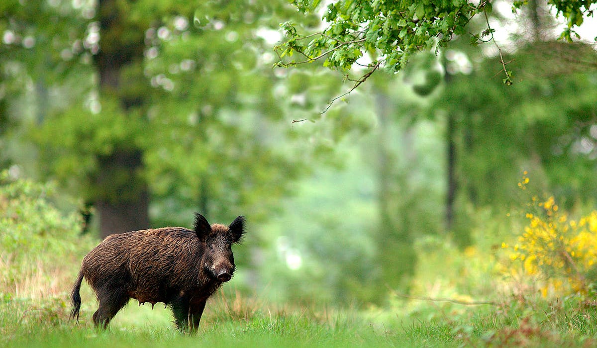 Chasse