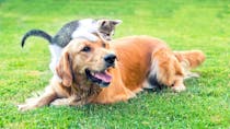 Les députés ont voté l’interdiction de la vente de chats et de chiens par les animaleries
