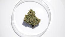 Qu'est-ce que le cannabis thérapeutique ?