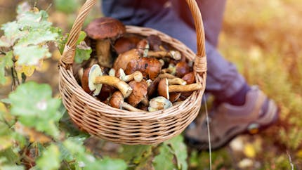 Cueillette de champignons : restez vigilants