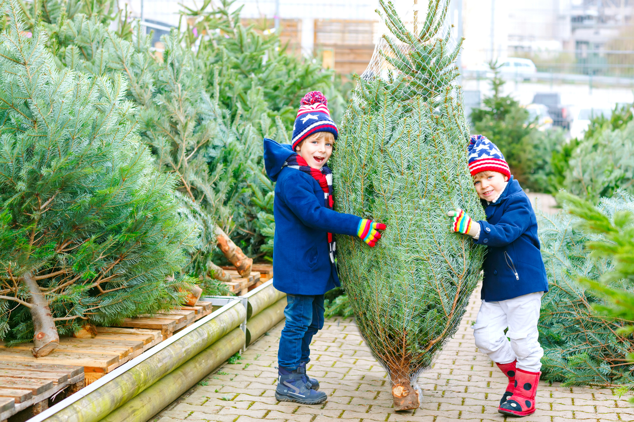 Tous nos bons plans pour acheter votre sapin de No l en 2023