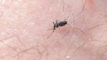 Prolifération du moustique tigre : comment le reconnaître et s’en protéger ?