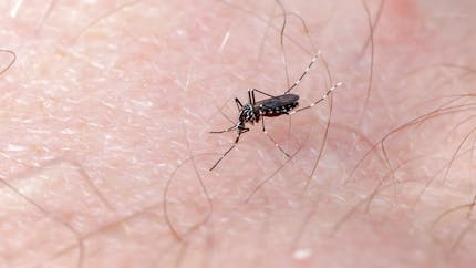 Prolifération du moustique tigre : comment le reconnaître et s’en protéger ?