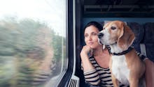 TGV, Intercités, TER... La SNCF propose désormais un billet à tarif unique pour tous les animaux
