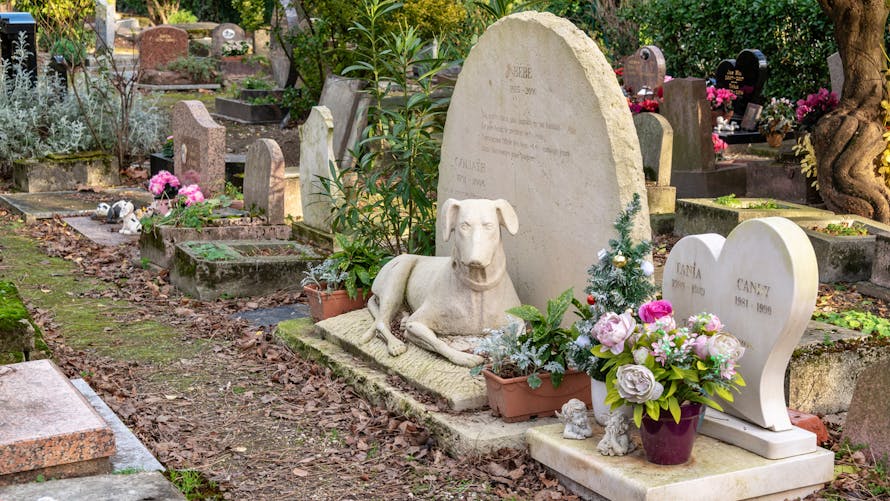 Sera-t-il bientôt légal d'être enterré aux côtés de son animal de compagnie ?