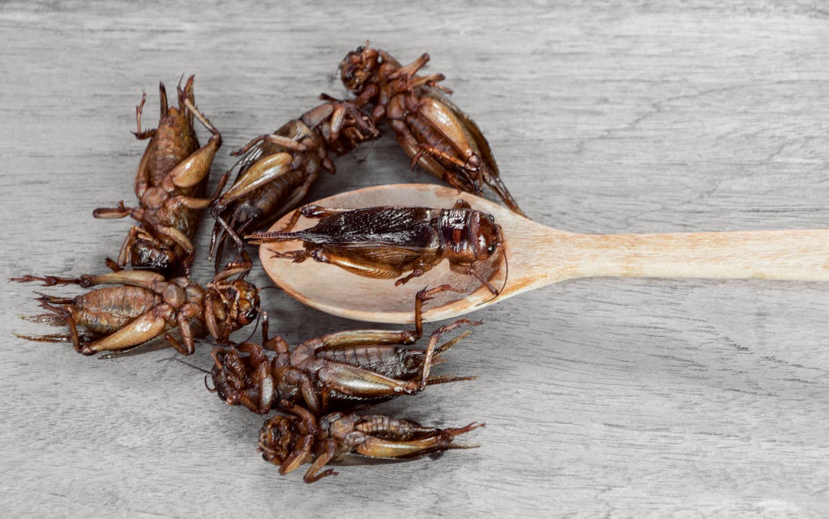 Comment une entreprise française veut nous habituer à manger des insectes