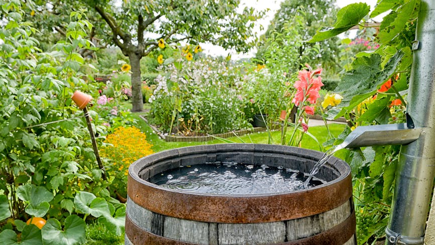 Un récupérateur d'eau dans un jardin