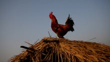 Troubles de voisinage : une proposition de loi pour protéger les agriculteurs « contre les recours abusifs »