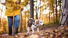 Promener votre chien sans laisse en forêt : gare à l’amende à partir du 15 avril !