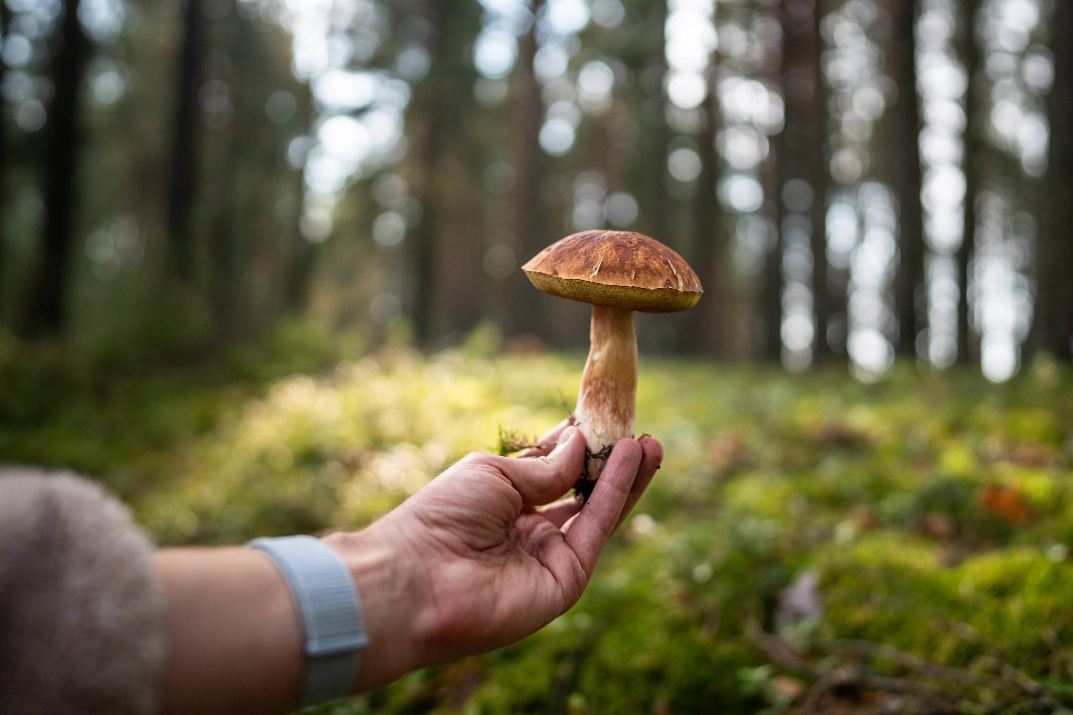 Champignons : les consignes à respecter pour éviter les intoxications