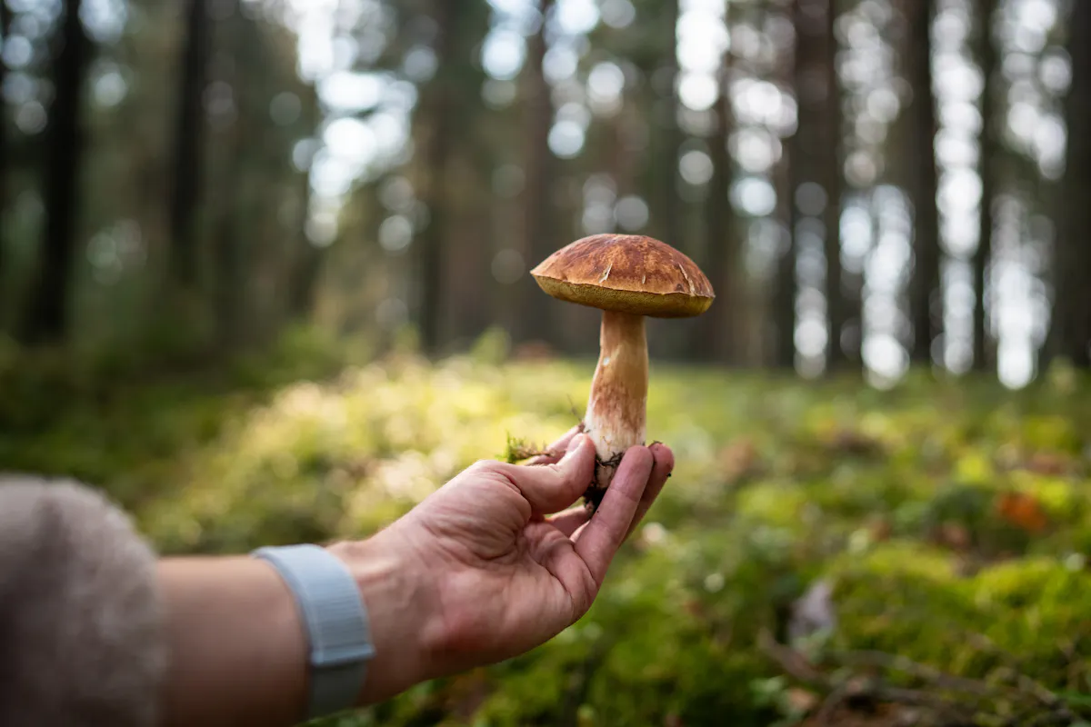 Champignons : les consignes à respecter pour éviter les intoxications